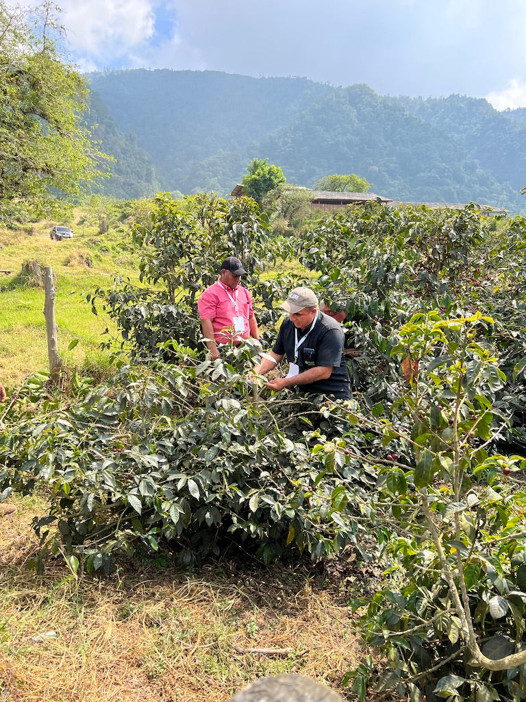 Two men looking for coffee in coffee plant