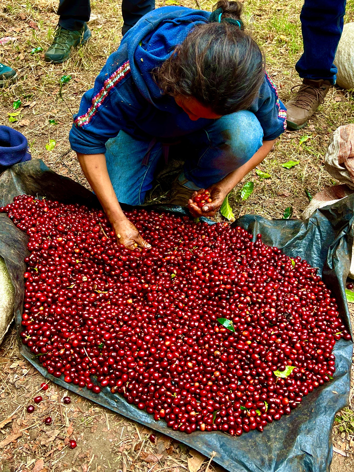 man selecting raw coffee