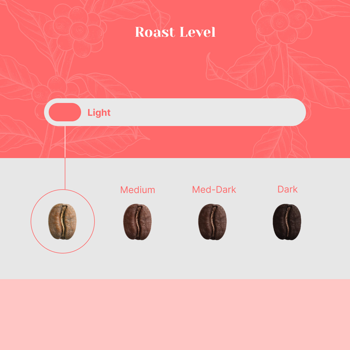 Rwanda Mwito - Lot 517