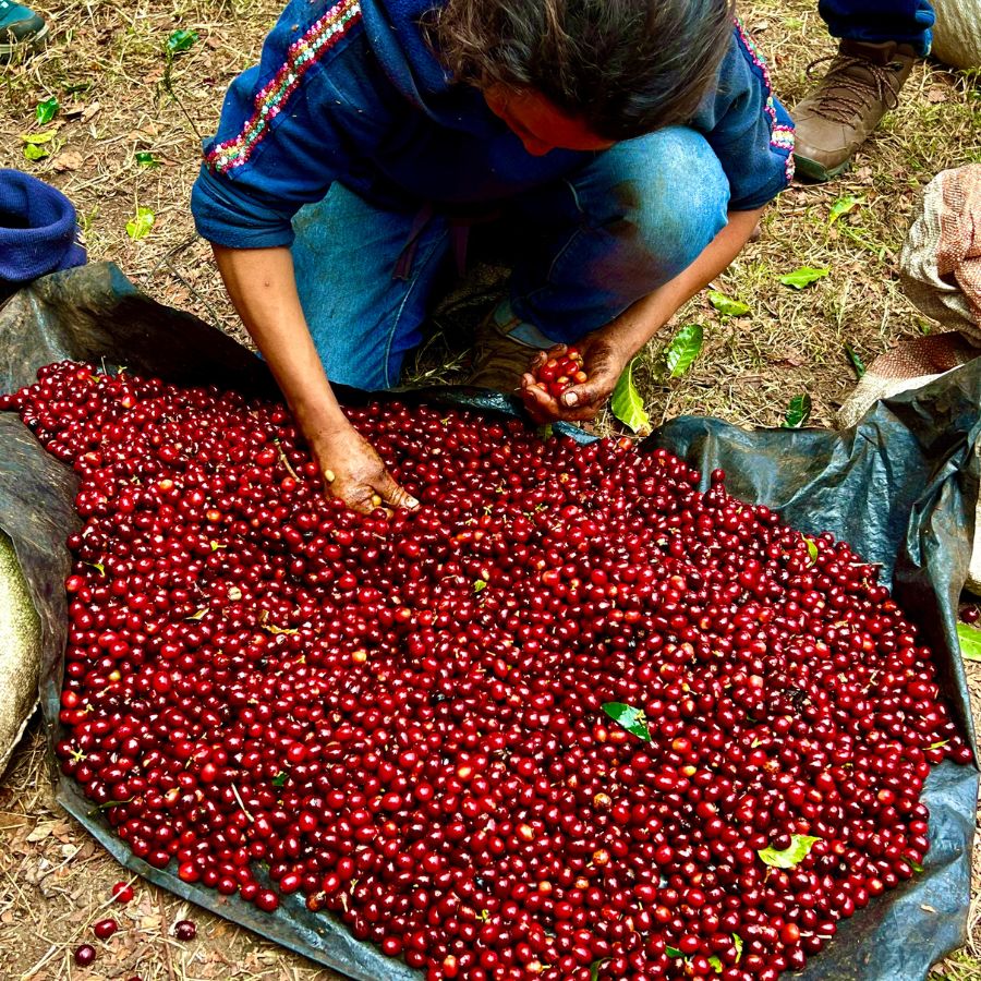 man sorting beans