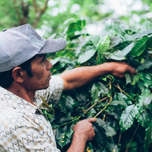 Bali Kintamani - Natural Process