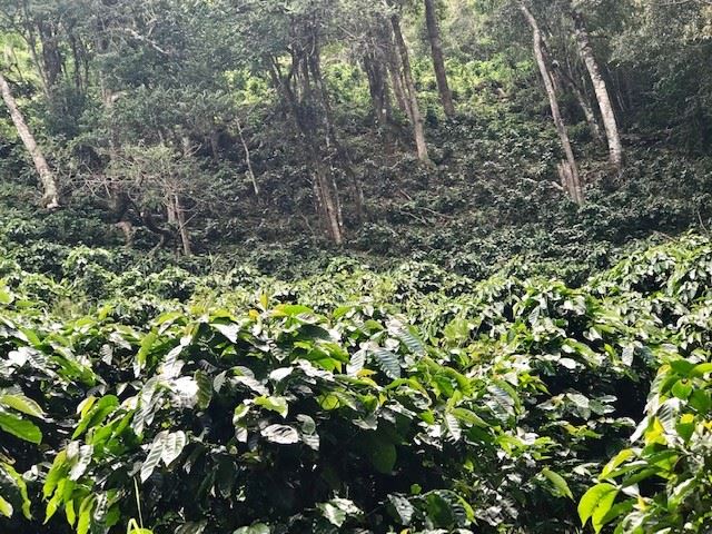 Costa Rica La Amistad - Organic