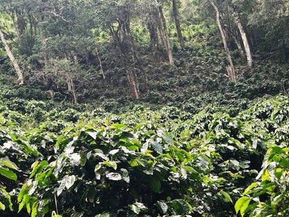 Costa Rica La Amistad - Organic