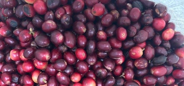 Costa Rica La Amistad - Organic